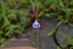 Utricularia arcuata